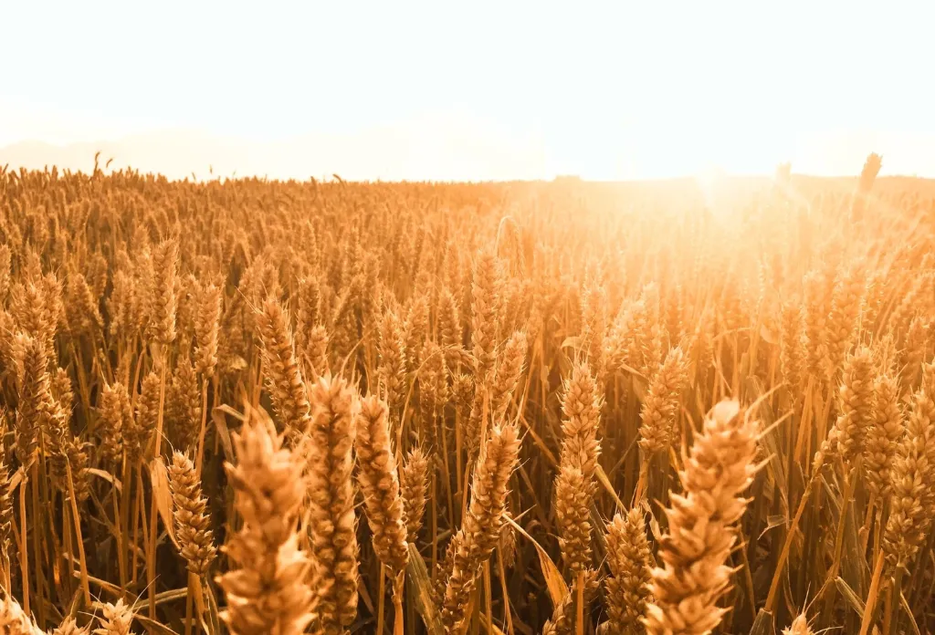 Craquelin (sucre perlé), 450g